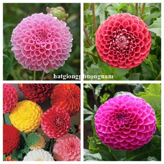100 Hạt - Hạt Giống Thược Dược Tổ Ong Mix Phương Nam