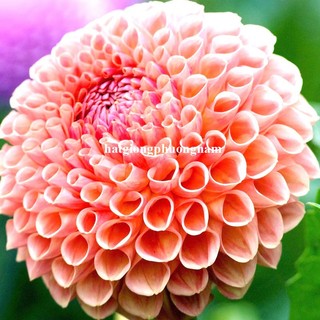 100 Hạt - Hạt Giống Thược Dược Tổ Ong Mix Phương Nam