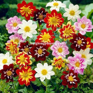 20 Hạt - Hạt Giống Hoa Thược Dược Kim Cương Mix Phương Nam