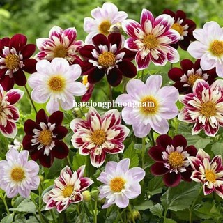 20 Hạt - Hạt Giống Hoa Thược Dược Kim Cương Mix Phương Nam