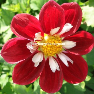 20 Hạt - Hạt Giống Hoa Thược Dược Kim Cương Mix Phương Nam