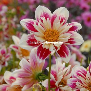 20 Hạt - Hạt Giống Hoa Thược Dược Kim Cương Mix Phương Nam