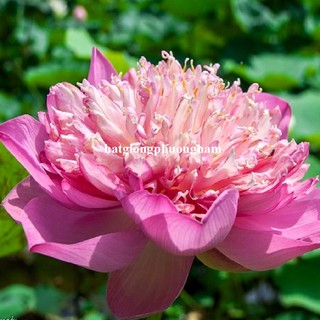 10 Hạt - Hạt Giống Hoa Sen Quan Âm Mix Phương Nam