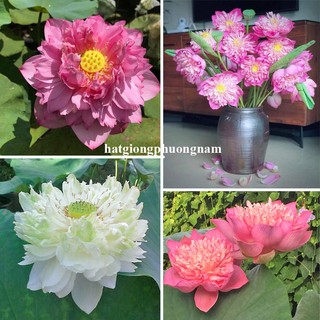 10 Hạt - Hạt Giống Hoa Sen Quan Âm Mix Phương Nam