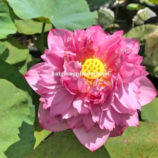 10 Hạt - Hạt Giống Hoa Sen Quan Âm Mix Phương Nam