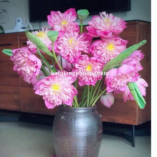 10 Hạt - Hạt Giống Hoa Sen Quan Âm Mix Phương Nam