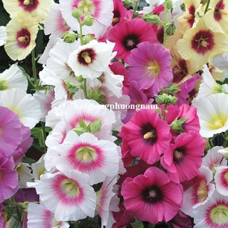 1 Gram - Hạt Giống Hoa Mãn Đình Hồng Đơn Mix Phương Nam