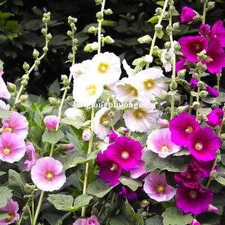 1 Gram - Hạt Giống Hoa Mãn Đình Hồng Đơn Mix Phương Nam