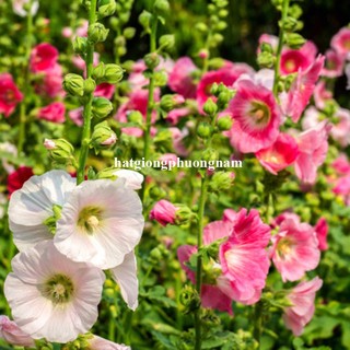 1 Gram - Hạt Giống Hoa Mãn Đình Hồng Đơn Mix Phương Nam