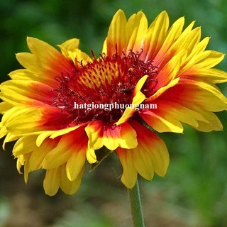 0,5 Gram - Hạt Giống Hoa Cúc Công Chúa Mix Phương Nam