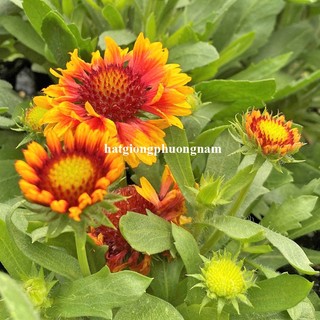 0,5 Gram - Hạt Giống Hoa Cúc Công Chúa Mix Phương Nam