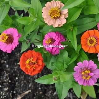 50 Hạt - Hạt Giống Hoa Cúc Lá Nhám Lùn 30 Cm Mix Phương Nam