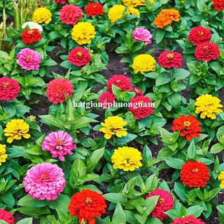 50 Hạt - Hạt Giống Hoa Cúc Lá Nhám Lùn 30 Cm Mix Phương Nam