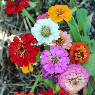 50 Hạt - Hạt Giống Hoa Cúc Lá Nhám Lùn 30 Cm Mix Phương Nam