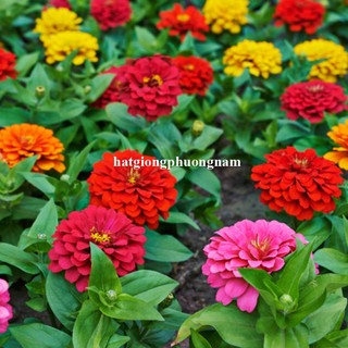 50 Hạt - Hạt Giống Hoa Cúc Lá Nhám Lùn 30 Cm Mix Phương Nam
