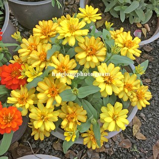 50 Hạt - Hạt Giống Hoa Cúc Lá Nhám Lùn 30 Cm Mix Phương Nam