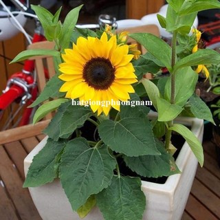 2 Gram - Hạt Giống Hoa Hướng Dương Lùn Đơn Phương Nam
