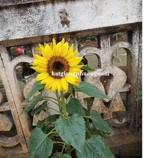 2 Gram - Hạt Giống Hoa Hướng Dương Lùn Đơn Phương Nam