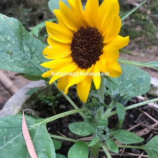 2 Gram - Hạt Giống Hoa Hướng Dương Lùn Đơn Phương Nam