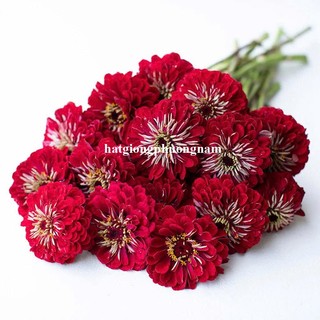 15 Hạt - Hạt Giống Hoa Cúc Lá Nhám Cắt Cành Kép Mix F1