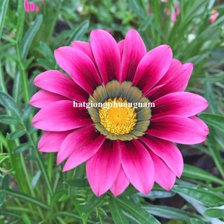 2 Gram - Hạt Giống Hoa Cúc Huân Chương Mix Phương Nam