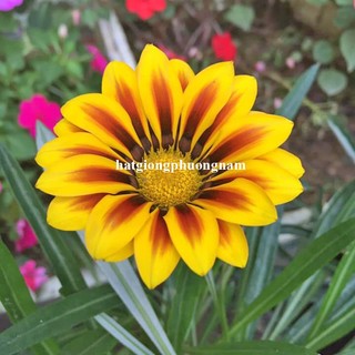 2 Gram - Hạt Giống Hoa Cúc Huân Chương Mix Phương Nam