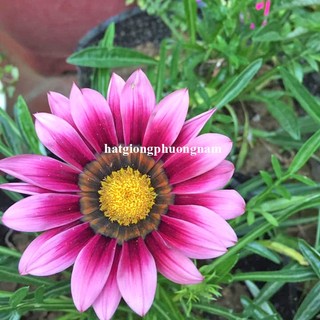 2 Gram - Hạt Giống Hoa Cúc Huân Chương Mix Phương Nam