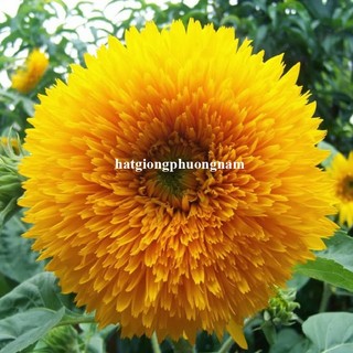 2 Gram - Hạt Giống Hoa Hướng Dương Gấu Phương Nam