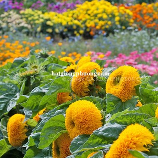 2 Gram - Hạt Giống Hoa Hướng Dương Gấu Phương Nam