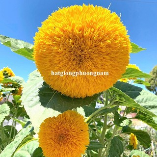 2 Gram - Hạt Giống Hoa Hướng Dương Gấu Phương Nam