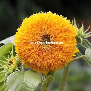 2 Gram - Hạt Giống Hoa Hướng Dương Gấu Phương Nam