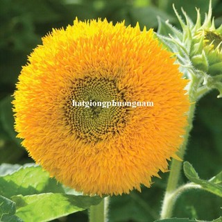 2 Gram - Hạt Giống Hoa Hướng Dương Gấu Phương Nam