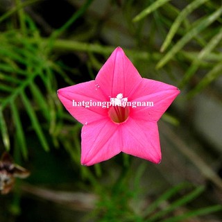 1 Gram - Hạt Giống Dây Leo Tóc Tiên Phương Nam
