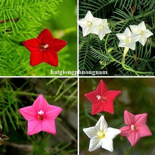 1 Gram - Hạt Giống Dây Leo Tóc Tiên Phương Nam