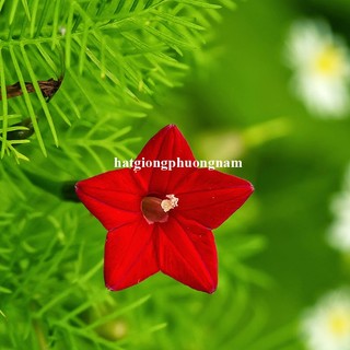 1 Gram - Hạt Giống Dây Leo Tóc Tiên Phương Nam