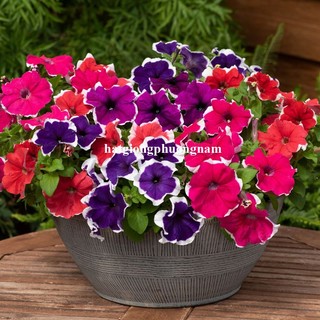 20 Hạt - Hạt Giống Hoa Dạ Yến Thảo Viền F1 Phương Nam