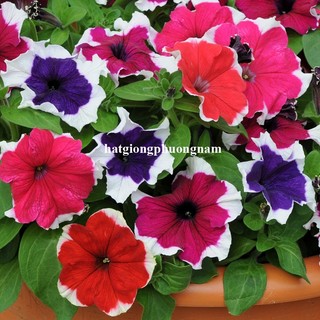 20 Hạt - Hạt Giống Hoa Dạ Yến Thảo Viền F1 Phương Nam