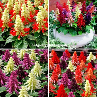 20 Hạt - Hạt Giống Hoa Xác Pháo Mix Phương Nam