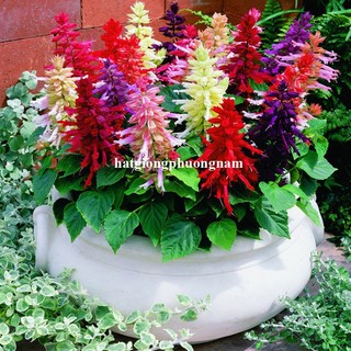 20 Hạt - Hạt Giống Hoa Xác Pháo Mix Phương Nam