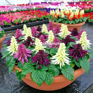 20 Hạt - Hạt Giống Hoa Xác Pháo Mix Phương Nam