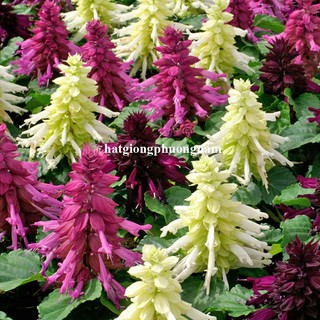 20 Hạt - Hạt Giống Hoa Xác Pháo Mix Phương Nam