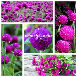 1 Gram - Hạt Giống Hoa Cúc Nút Áo (Bách Nhật)Tím Phương Nam