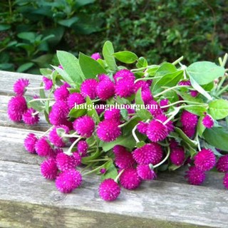1 Gram - Hạt Giống Hoa Cúc Nút Áo (Bách Nhật)Tím Phương Nam