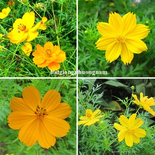 100 Gram -Hạt Giống Hoa  Sao Nhái Cánh Bướm Vàng Đơn Cao Phương Nam