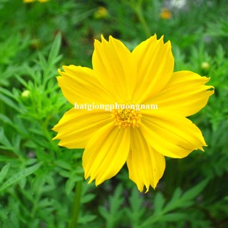 100 Gram -Hạt Giống Hoa  Sao Nhái Cánh Bướm Vàng Đơn Cao Phương Nam