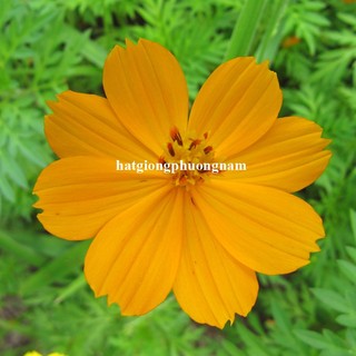 100 Gram -Hạt Giống Hoa  Sao Nhái Cánh Bướm Vàng Đơn Cao Phương Nam
