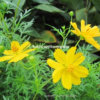100 Gram -Hạt Giống Hoa  Sao Nhái Cánh Bướm Vàng Đơn Cao Phương Nam