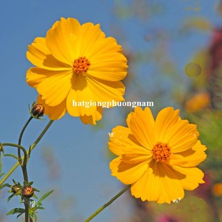 2 Gram - Hạt Giống Hoa  Sao Nhái Cánh Bướm Vàng Cam Đơn Cao Phương Nam