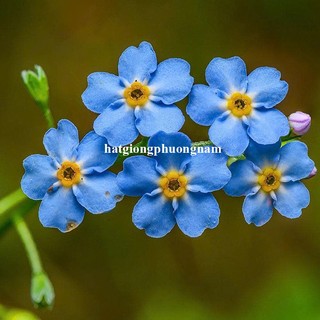 1 Gram - Hạt Giống Hoa Lưu Ly Xanh - For Get Me Not Phương Nam