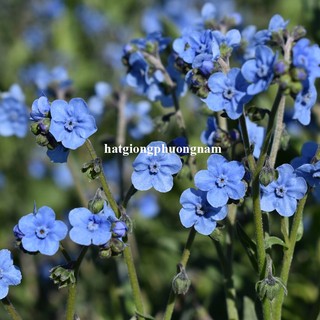 1 Gram - Hạt Giống Hoa Lưu Ly Xanh - For Get Me Not Phương Nam